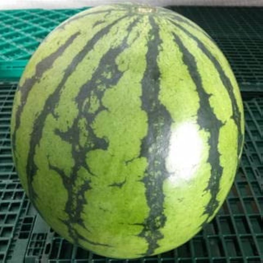 お客：熊本スイカ　4玉x 2  2Lサイズ 楽天市場】ギフト 送料無料 熊本県産 小玉スイカ 2Lサイズ 1.4kg